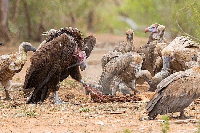 Lappet-faced vulture (Torgos tracheliotos), immature feeding on a carcass, Mpumalanga, South Africa stock-image by Agami/Saverio Gatto,