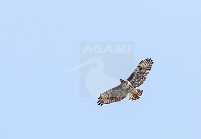 Madagascar Buzzard (Buteo brachypterus) soaring overhead over tropical rainforest in Madagascar. stock-image by Agami/Marc Guyt,