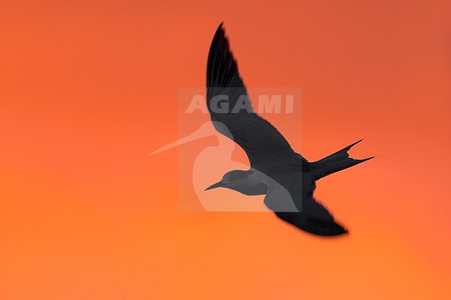 Common Tern (Sterna hirundo) in flight against a stunning orange colored morning sky. stock-image by Agami/Daniele Occhiato,