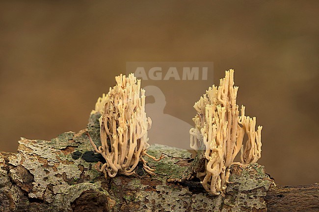 Rechte koraalzwam groend op dood hout; Upright Coral growing on dead tree branch; stock-image by Agami/Walter Soestbergen,