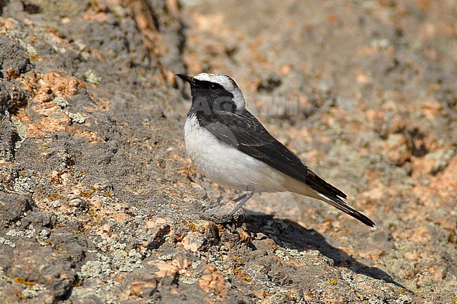 Male Pied Wheatear (Oenanthe pleschanka) in Mongolia. stock-image by Agami/Rene Pop ,