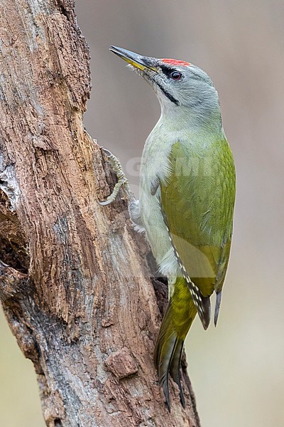 Grey-headed Woodpecker (Picus canus), side view of an adult male perched on an old trunk, Podlachia, Poland stock-image by Agami/Saverio Gatto,
