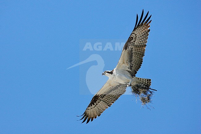 Adult American Osprey, Pandion haliaetus carolinensis
Pinellas Co., FL stock-image by Agami/Brian E Small,