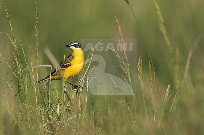 Blue-headed Wagtail - Wiesen-Schafstelze - Motacilla flava ssp. flava, Hungary, adult male stock-image by Agami/Ralph Martin,