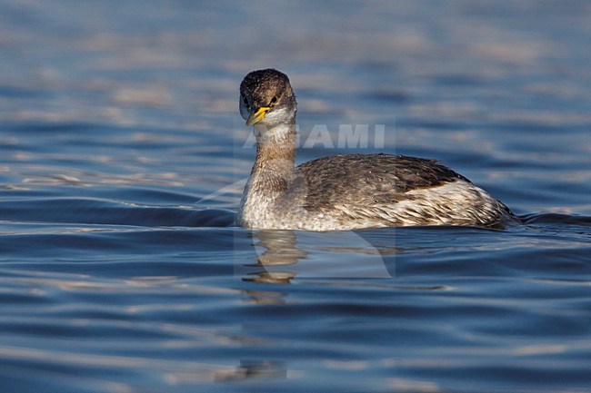 Roodhalsfuut zwemmend in Italiaanse haven; Red-necked Grebe swimming in Italian harbour stock-image by Agami/Daniele Occhiato,