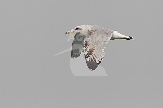 Gabbiano di Pallas; Great Black-headed Gull; Ichthyaetus ichthyaetus stock-image by Agami/Daniele Occhiato,