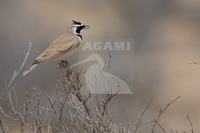 Temmincks Strandleeuwerik; Temminck's Lark stock-image by Agami/Daniele Occhiato,