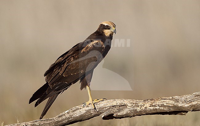 Juvenile Western Marsh Harrier (Circus aeruginosus) perched on a branch near Toledo, Spain. stock-image by Agami/Helge Sorensen,