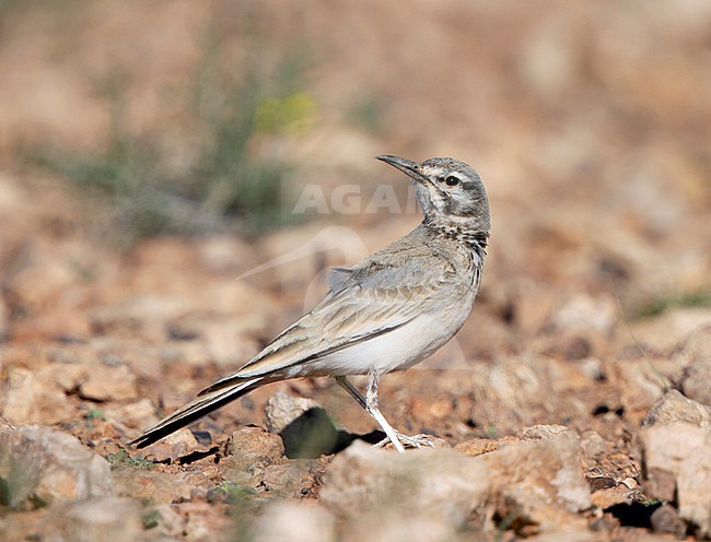 Greater Hoopoe-Lark (Alaemon alaudipes alaudipes) in Morocco. Standing on the ground. stock-image by Agami/Tomi Muukkonen,