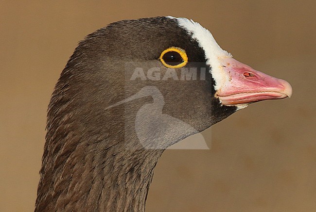 Closeup of an adult Lesser White-fronted Goose (Anser erythropus) in captivity. stock-image by Agami/Fred Visscher,
