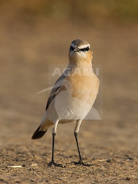 Isabelline Wheatear adult standing on the ground; Izabeltapuit volwassen staand op de grond stock-image by Agami/Markus Varesvuo,