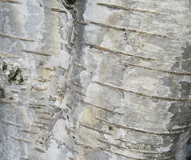 Detail of the bark of a birch tree in the Netherlands. stock-image by Agami/Marc Guyt,