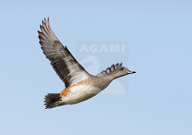 Amerikaanse Smient, American Wigeon, Mareca americana stock-image by Agami/Mike Danzenbaker,