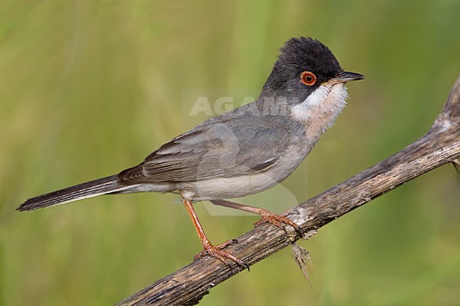 MÃ©nÃ©tries Zwartkop zittend; MÃ©nÃ©tries Warbler perched stock-image by Agami/Daniele Occhiato,