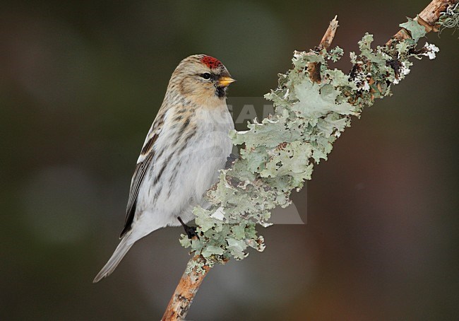 Witstuitbarmsijs, Coues's Arctic Redpoll, Carduelis hornemanni exilipes stock-image by Agami/Hugh Harrop,