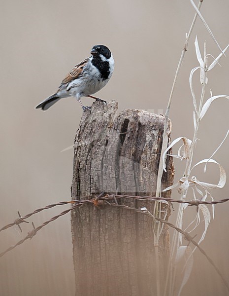 Rietgors man bovenop lisdodde; Male Common Reed Bunting in summer plumage perched on reed stock-image by Agami/Han Bouwmeester,