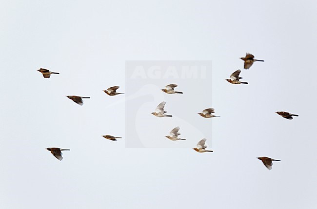 Groep vliegende, trekkende Kramsvogels;Flock of flying, migrating Fieldfares stock-image by Agami/Ran Schols,