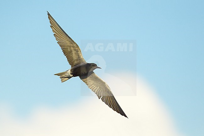 Adult breeding
Kidder Co., ND
June 2020 stock-image by Agami/Brian E Small,