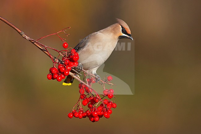 Pestvogel, Bohemian Waxwing, Bombycilla garrulus stock-image by Agami/Jari Peltomäki,