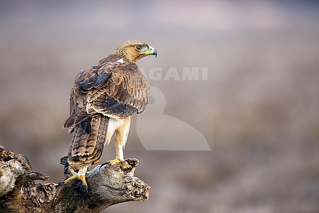 Perched immature Bonelli's Eagle (Aquila fasciata) near Toledo in Spain. Perched on a wooden stump, seen on the back. stock-image by Agami/Oscar Díez,