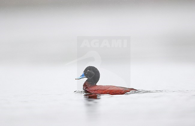 Blue-billed Duck, Oxyura australis stock-image by Agami/Georgina Steytler,