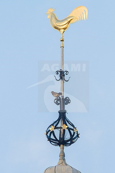 Peregrine Falcon, Falco peregrinus, adult male, perched on church tower with golden rooster in top stock-image by Agami/Menno van Duijn,