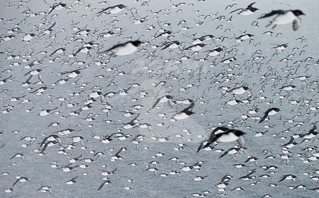 Grote groep Zeekoeten boven zee, Large group Common Murre above sea stock-image by Agami/Markus Varesvuo,