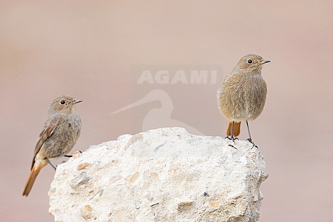  stock-image by Agami/Menno van Duijn,