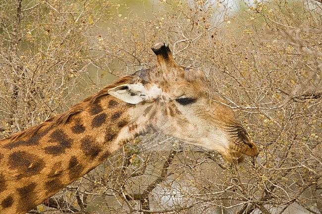 Foeragerende Giraffe; Foraging Southern Giraffe stock-image by Agami/Marc Guyt,