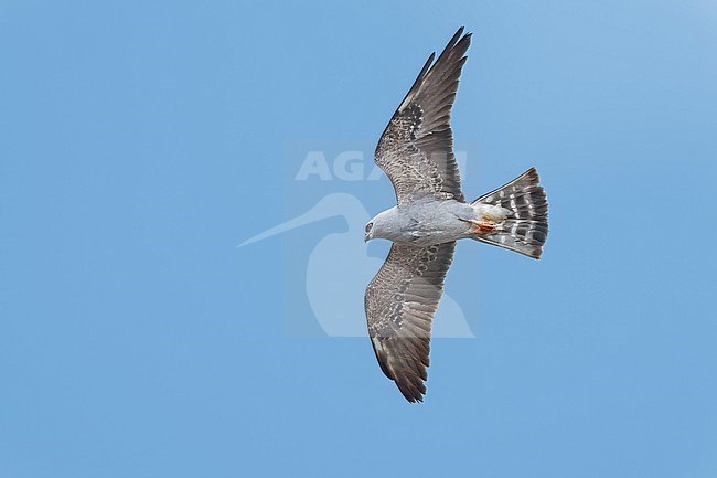 Immature
Prowers Co., CO
June 2023 stock-image by Agami/Brian E Small,