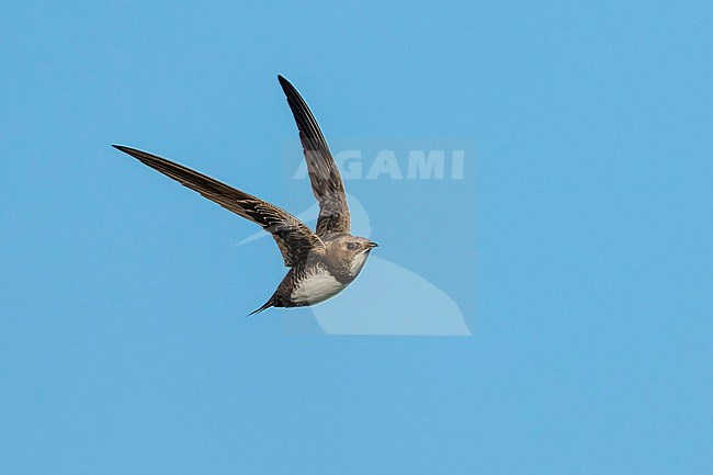 Alpine Swift (Tachymarptis melba) flying agains blue sky in Switzerland. stock-image by Agami/Marcel Burkhardt,