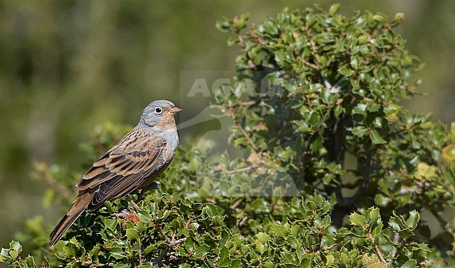 Adult male Cretzschmar's Bunting (Emberiza caesia) during early autumn  in Greece. stock-image by Agami/Ian Davies,