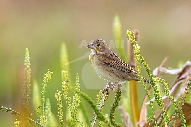 Dickcissel in grass field of the village in Corvo, October 2012. stock-image by Agami/Vincent Legrand,