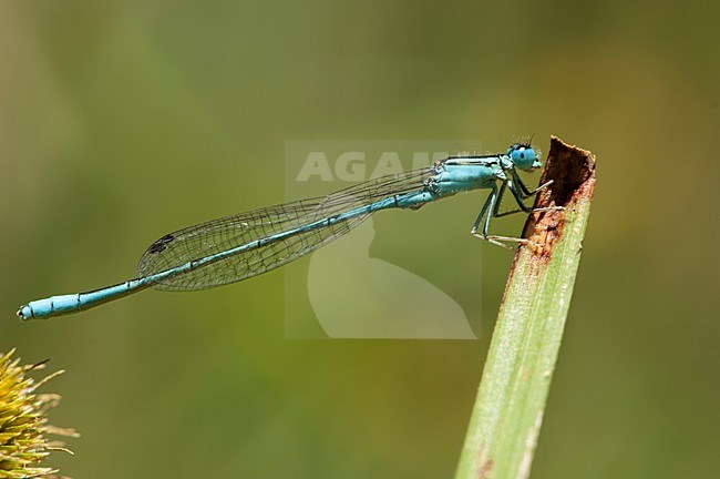 Mannetje Africallagma glaucum, Male Swamp Bluet stock-image by Agami/Wil Leurs,