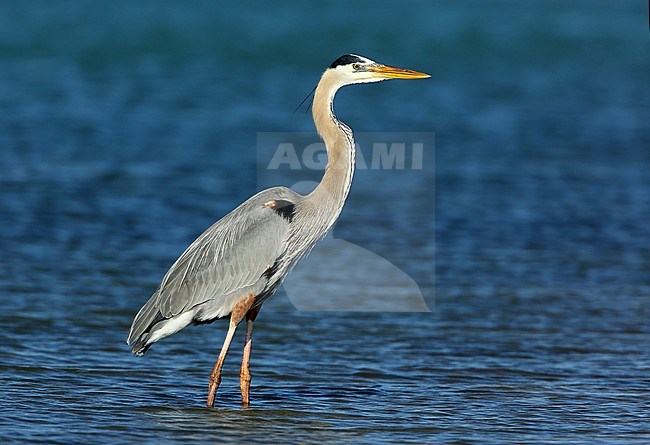 Adult Great Blue Heron (Ardea herodias) at Honey moon island, Florida, USA. stock-image by Agami/Aurélien Audevard,