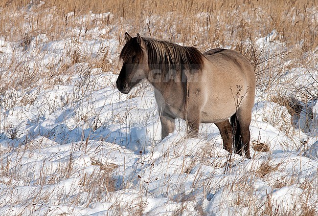Semi-feral Konik horses on Lentevreugd near Wassenaar in the Netherlands during a cold winter. Standing still in the snow. stock-image by Agami/Arnold Meijer,