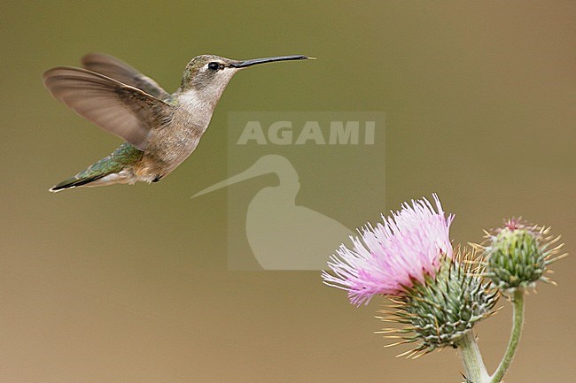 Adult female
Pima Co., AZ
April 2009 stock-image by Agami/Brian E Small,