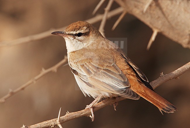 Oostelijke Rosse Waaierstaart zittend op tak; Eastern Rufous-tailed Scrub-robin perched on branch stock-image by Agami/Markus Varesvuo,