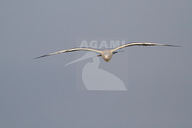 Slender-billed Gull - Dünnschnabelmöwe - Larus genei, Oman, 1st Winter stock-image by Agami/Ralph Martin,