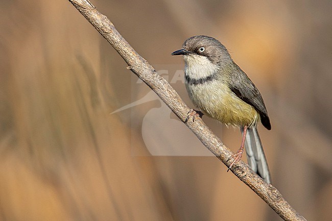 Bar-throated Apalis (Apalis thoracica) at Johannesburg, South Africa. stock-image by Agami/Tom Friedel,