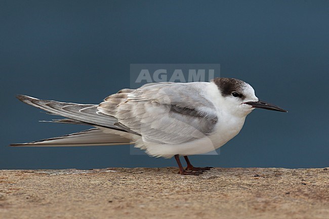 Onvolwassen Visdief, Immature Common Tern stock-image by Agami/Daniele Occhiato,