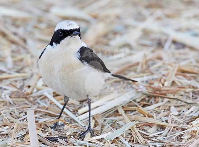 Oostelijke Blonde Tapuit mannetje zittend; Black-eared Wheatear male perched stock-image by Agami/Markus Varesvuo,