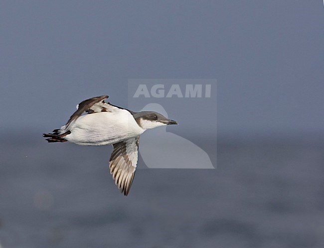 BrÃ¼nnichs Murre adult flying;Kortbekzeekoet volwassen vliegend stock-image by Agami/Markus Varesvuo,