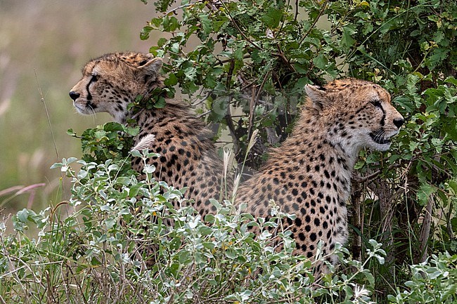 Two cheetah brothers, Acynonix jubatus, sitting and looking at the surroundings. Voi, Tsavo, Kenya stock-image by Agami/Sergio Pitamitz,