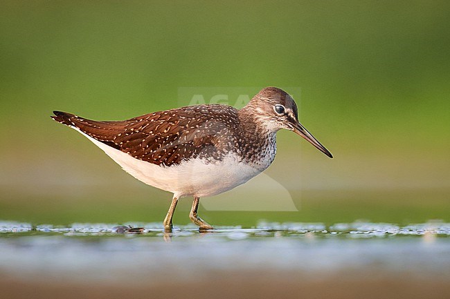 Green Sandpiper (Tringa ochropus) foraging, Czechia stock-image by Agami/Tomas Grim,