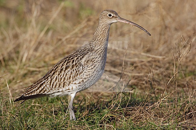 Foeragerend in wegberm stock-image by Agami/Arie Ouwerkerk,