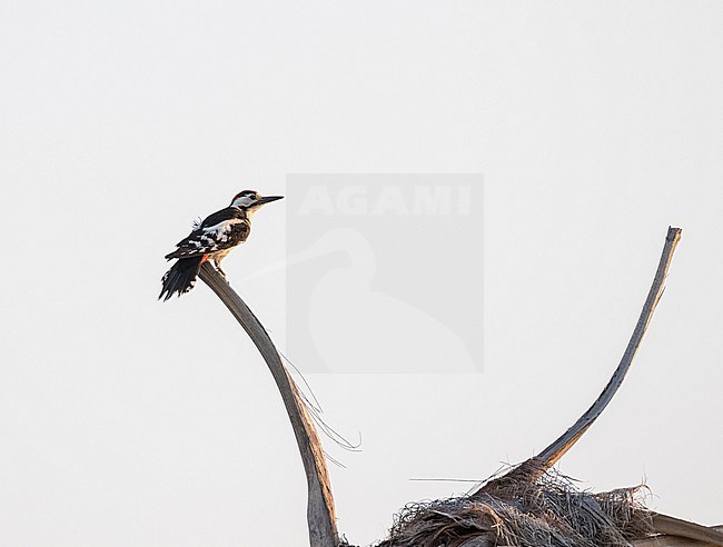 Sind Woodpecker (Dendrocopos assimilis) in Iran. stock-image by Agami/Pete Morris,