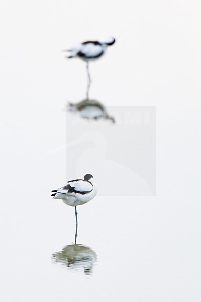 Kluut volwassen staand in water; Pied Avocet adult perched in water stock-image by Agami/Menno van Duijn,