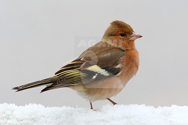 Mannetje Vink; Male Common Chaffinch stock-image by Agami/Daniele Occhiato,