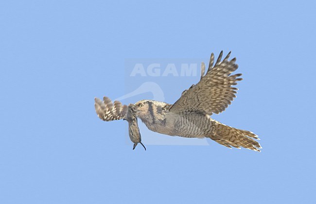 Sperweruil vliegend met prooi; Northern Hawk-Owl flying with prey stock-image by Agami/Jari Peltomäki,